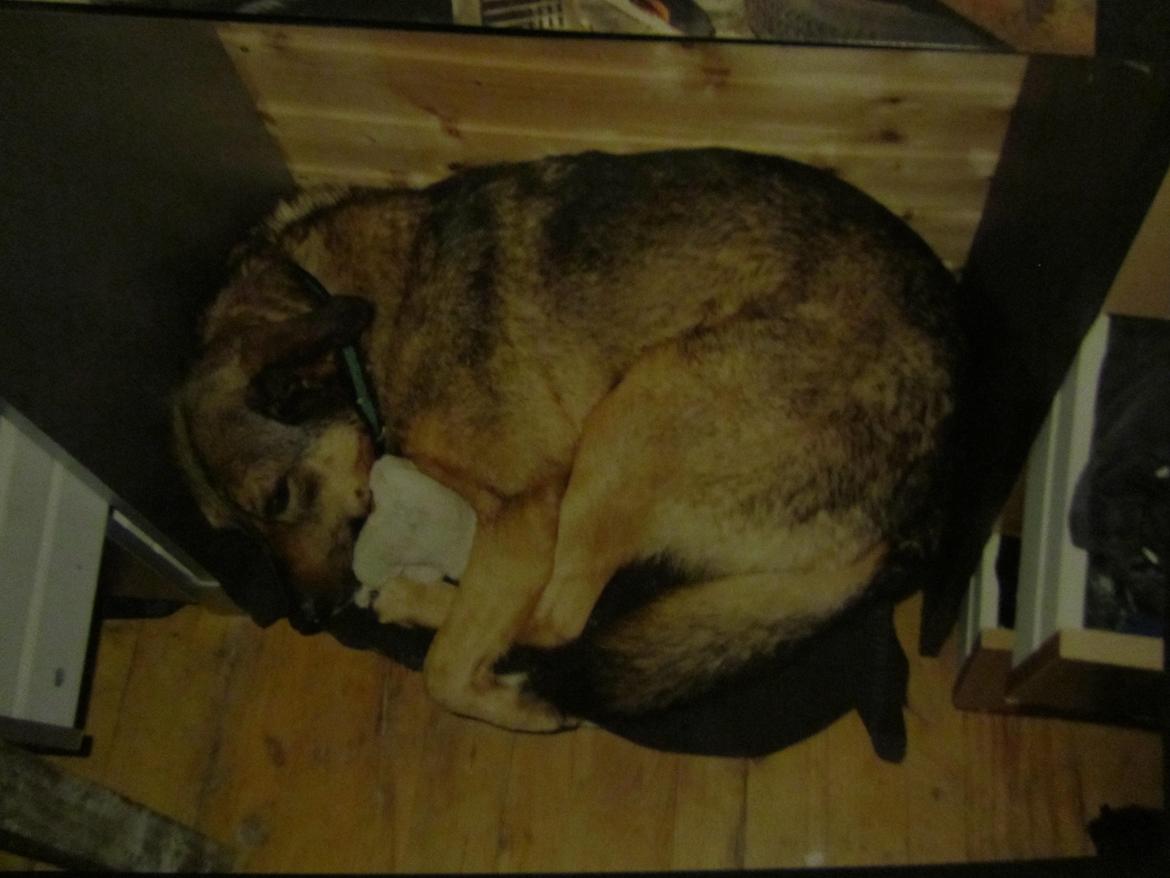 Blanding af racer Ginral Inari - "jeg kan godt passe ind i den hundekurv! no comments please!" billede 9