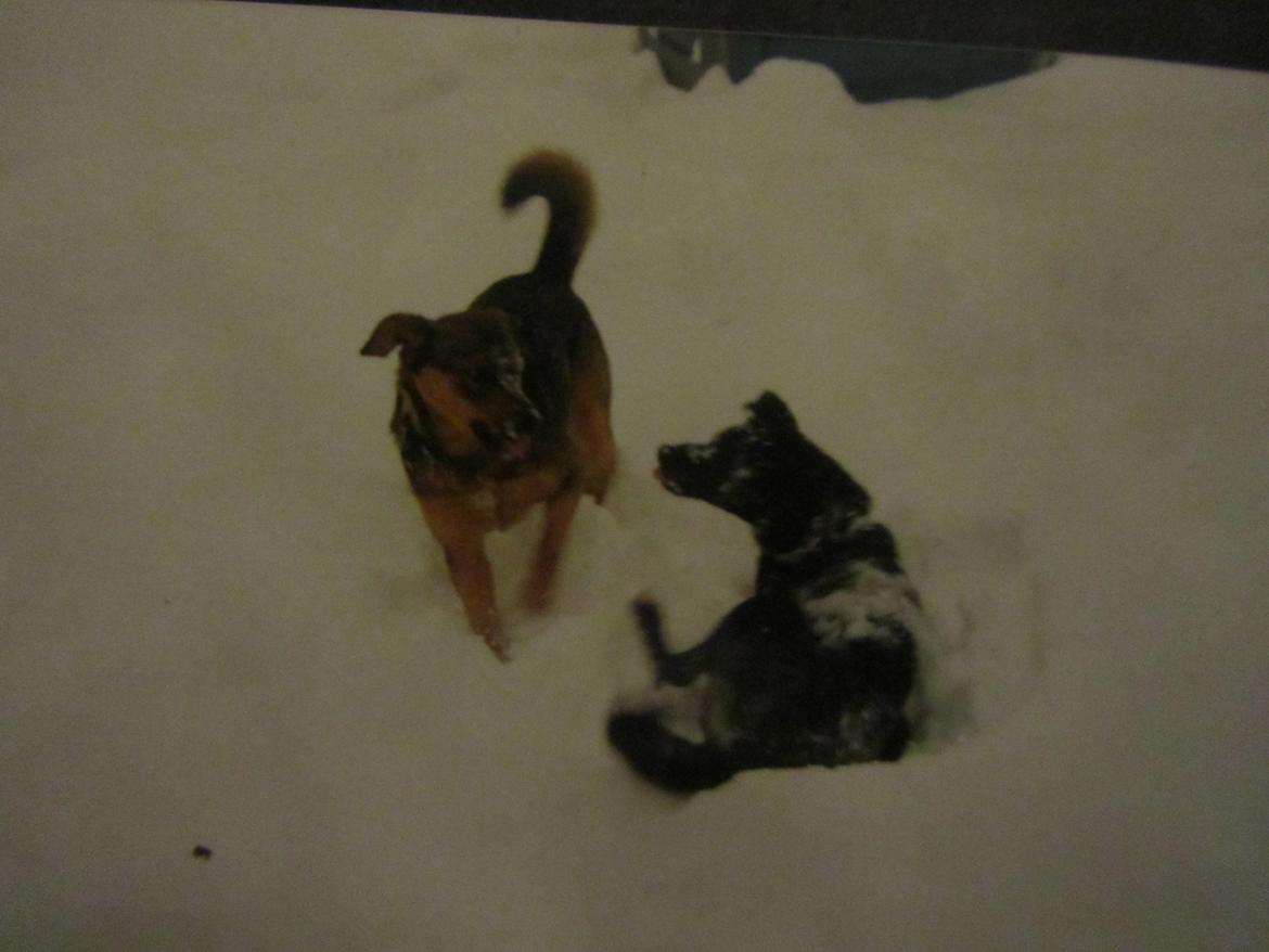 Blanding af racer Ginral Inari - Ginral Inari og Aiko.
vi ved ik om hun stadig lever billede 10