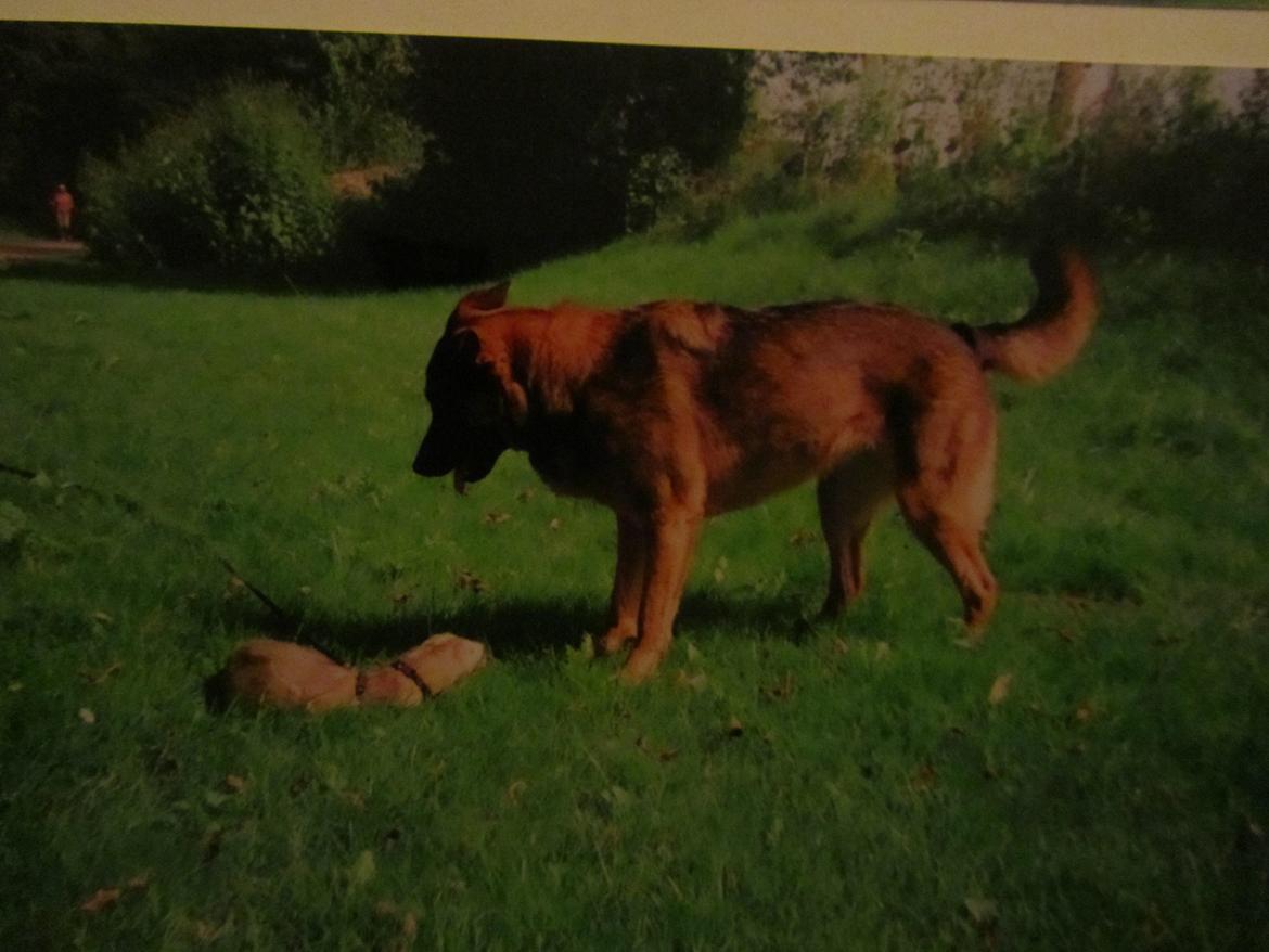 Blanding af racer Ginral Inari - hilse paa ilder billede 12