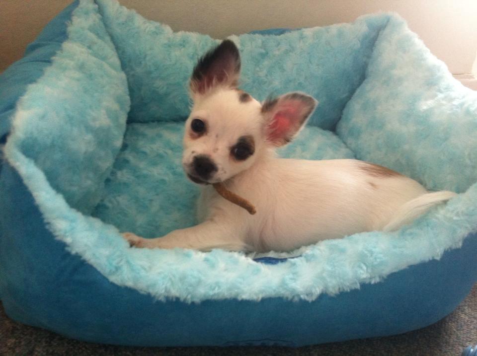 Chihuahua Milo - Milo er netop ankommet til sit nye hjem! og han er allerede faldet godt til. billede 6