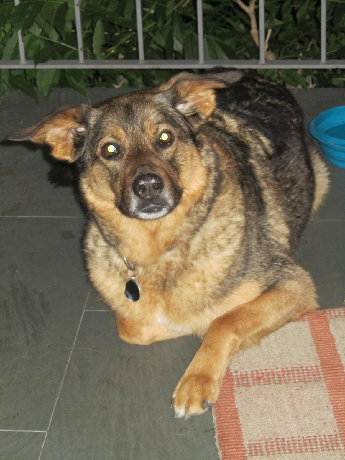 Blanding af racer Ginral Inari billede 14