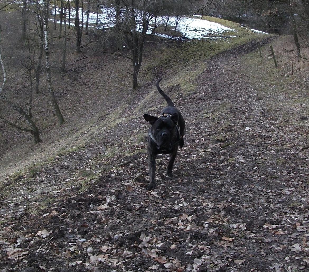 Cane corso Champ Diego billede 12