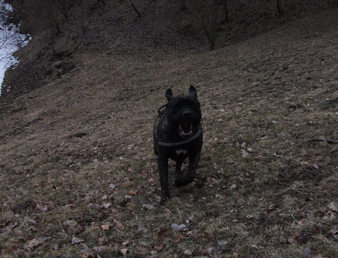 Cane corso Champ Diego billede 13