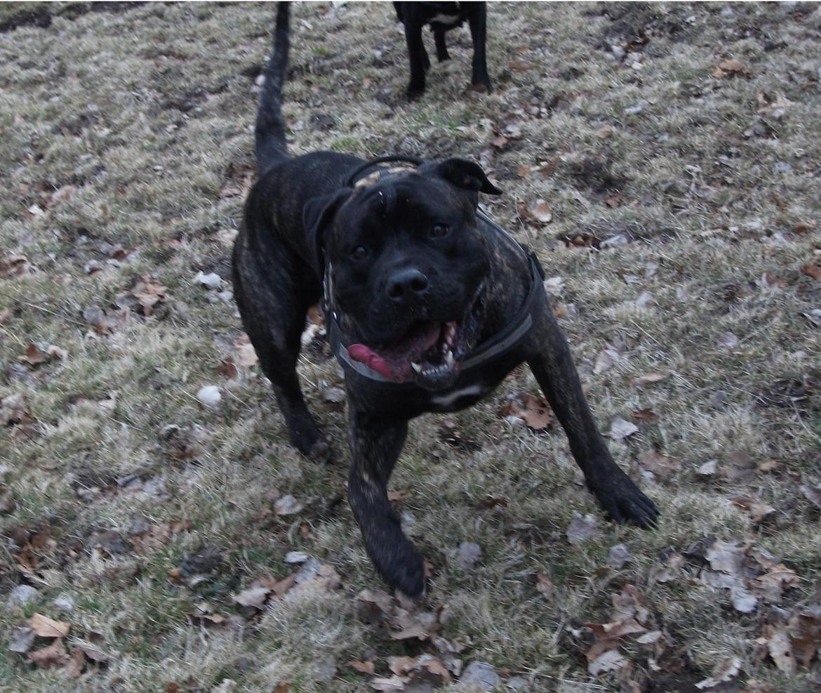 Cane corso Champ Diego billede 14