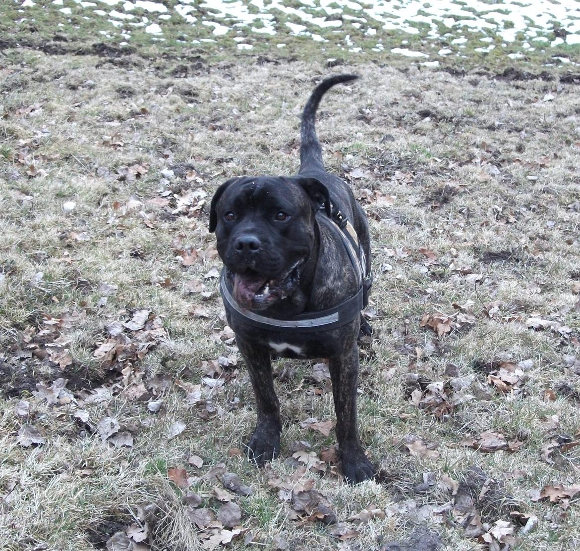 Cane corso Champ Diego billede 15