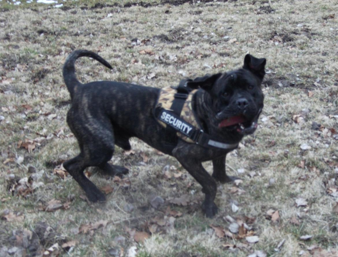 Cane corso Champ Diego billede 16