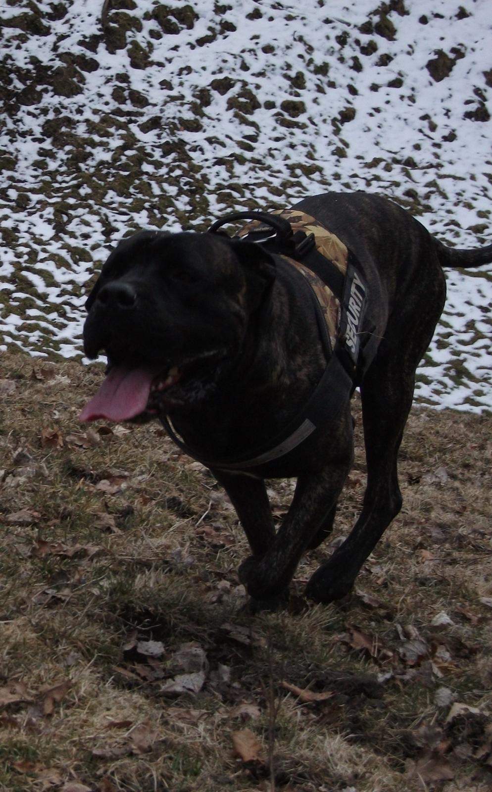 Cane corso Champ Diego billede 17