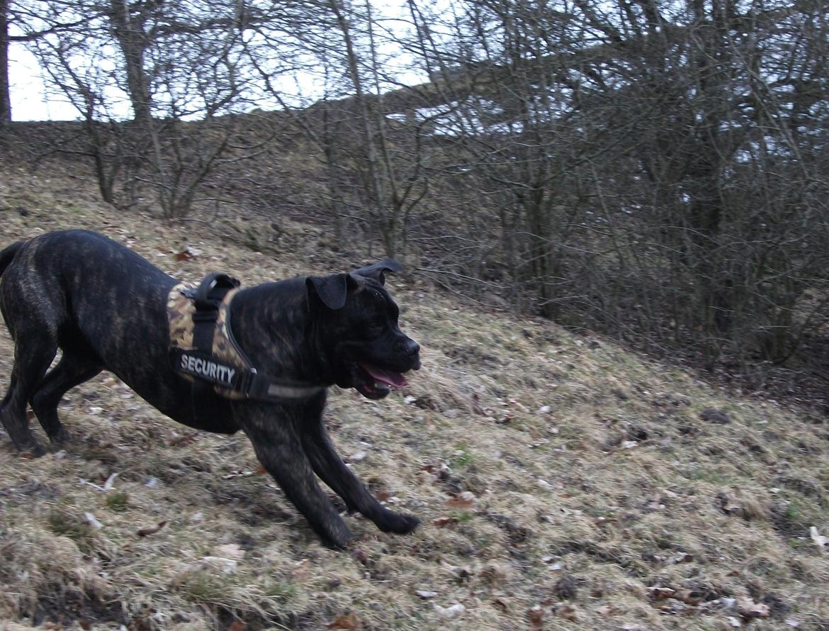Cane corso Champ Diego billede 18