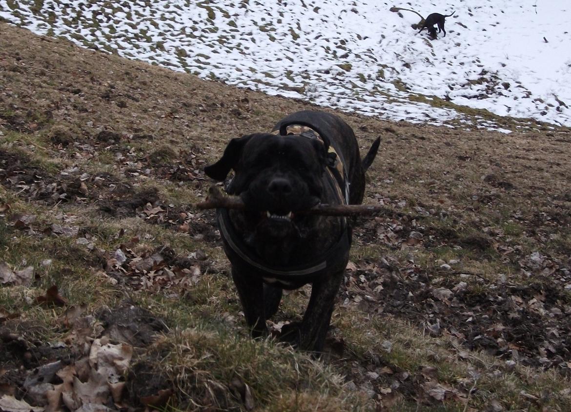 Cane corso Champ Diego billede 19
