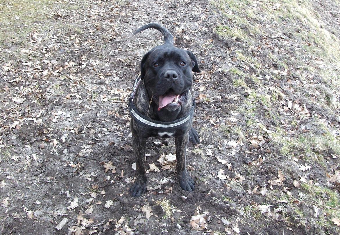 Cane corso Champ Diego billede 20