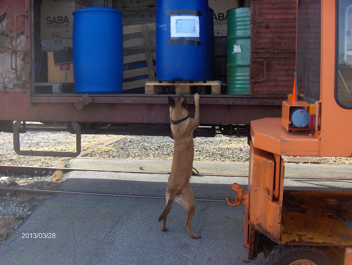 Malinois Halley vom Lobertal - Halley har fået færten af en figurant gemt inderst inde i godsvognen bag paller og tønder. Hun bliver selvfølgelig løftet op så hun kan søge helt ind og få sin belønning billede 5