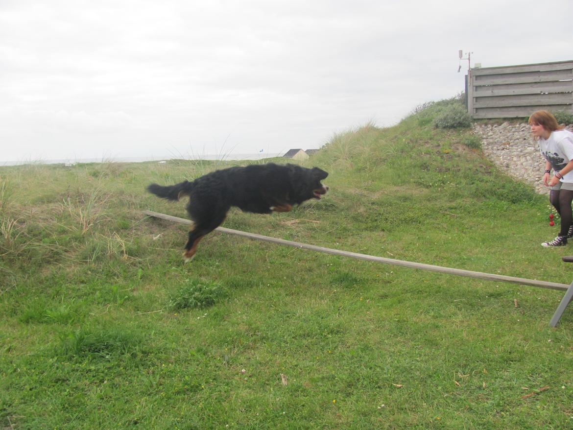 Berner sennenhund Zeon - Når vi ikke kan øve agility med rigtige spring, må vi have kosten frem ;) billede 6