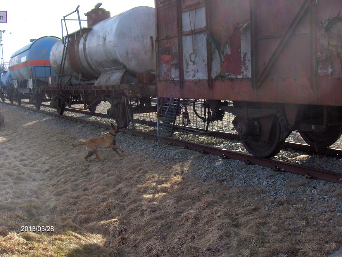 Malinois Halley vom Lobertal - Træning for redningshunde i Revinge - Sverige. Halley (11 måneder) afsøger et område med togvogne billede 4