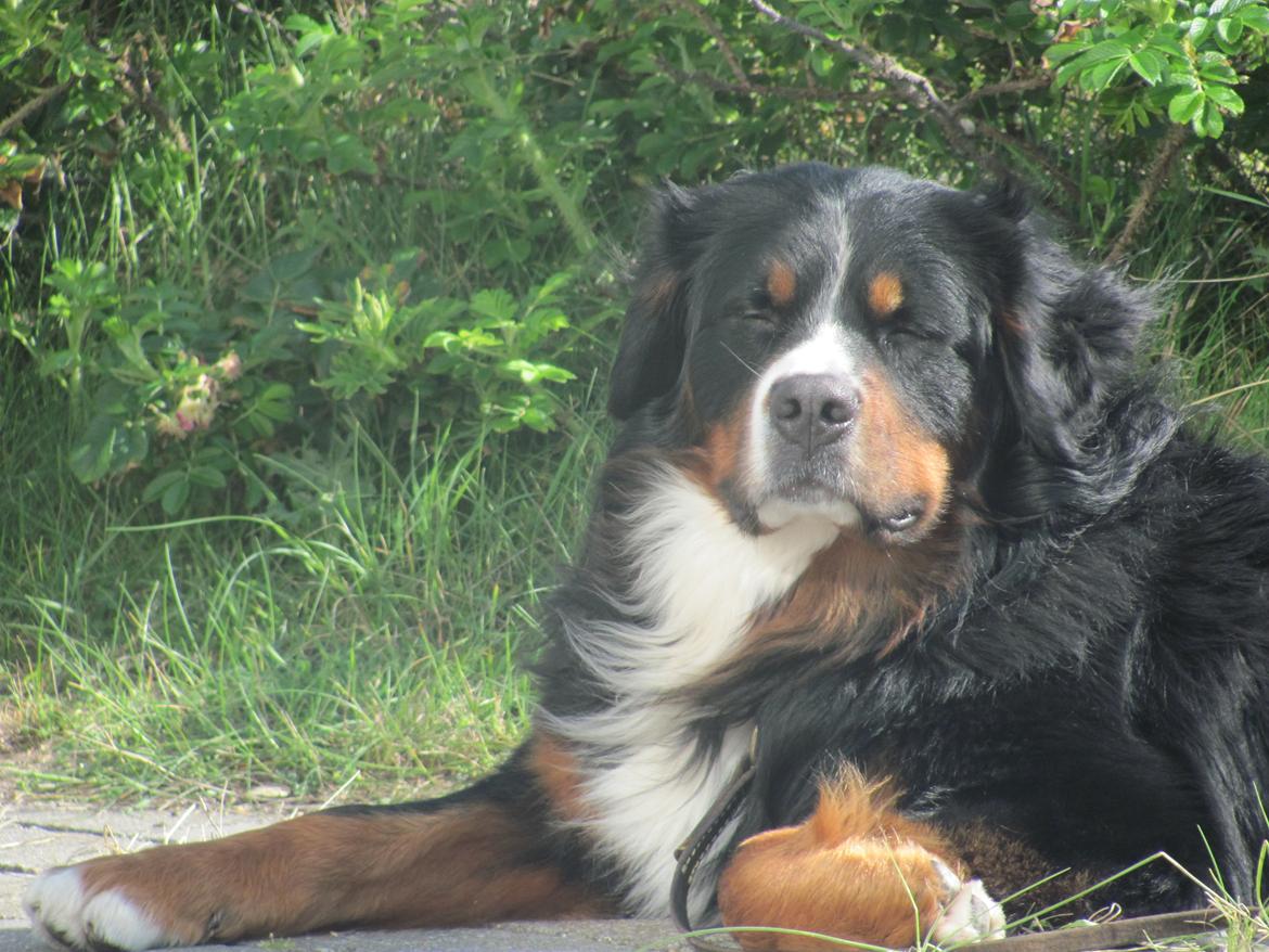 Berner sennenhund Zeon billede 7