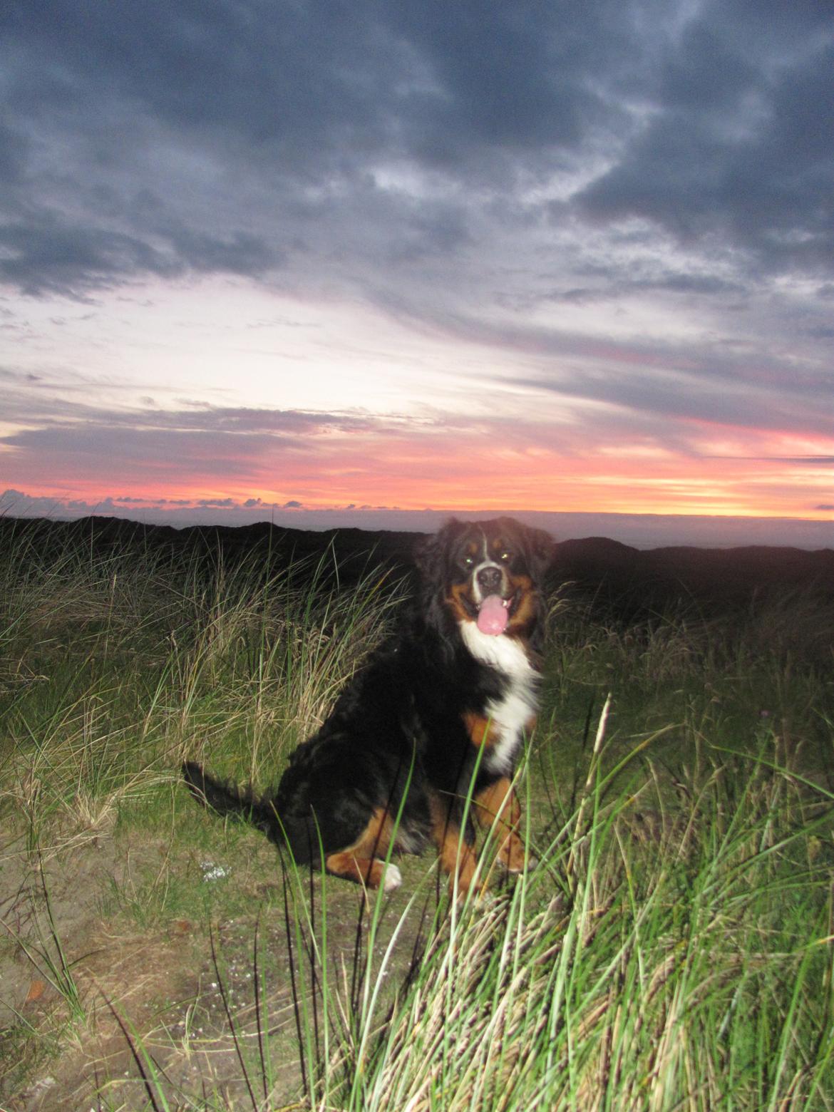 Berner sennenhund Zeon billede 8