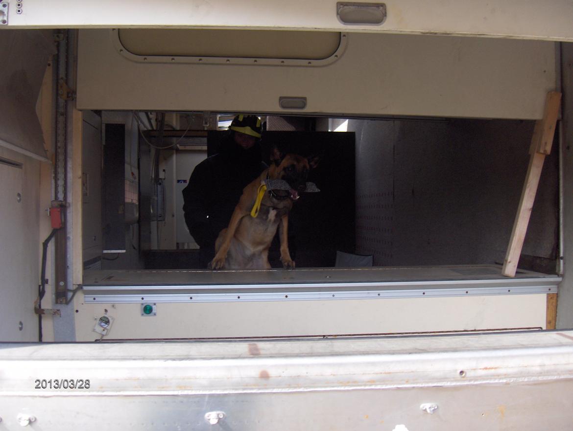 Malinois Halley vom Lobertal - Halley har fundet en figurant i en væltet togvogn og er på vej ud igen - det er ikke nemt når døren pludselig vender den forkerte vej og man må løbe på væggene billede 6