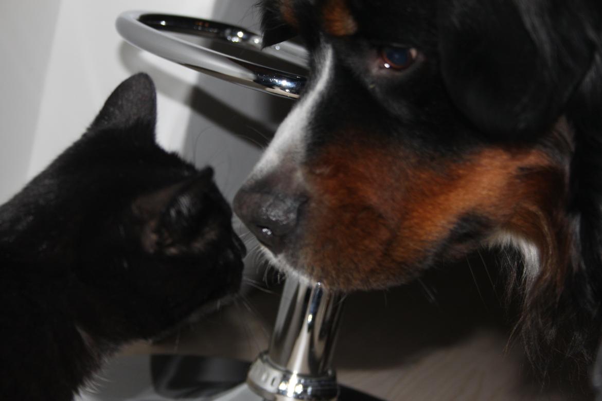 Berner sennenhund Zeon - Han skal lige hilse på katten :) billede 9