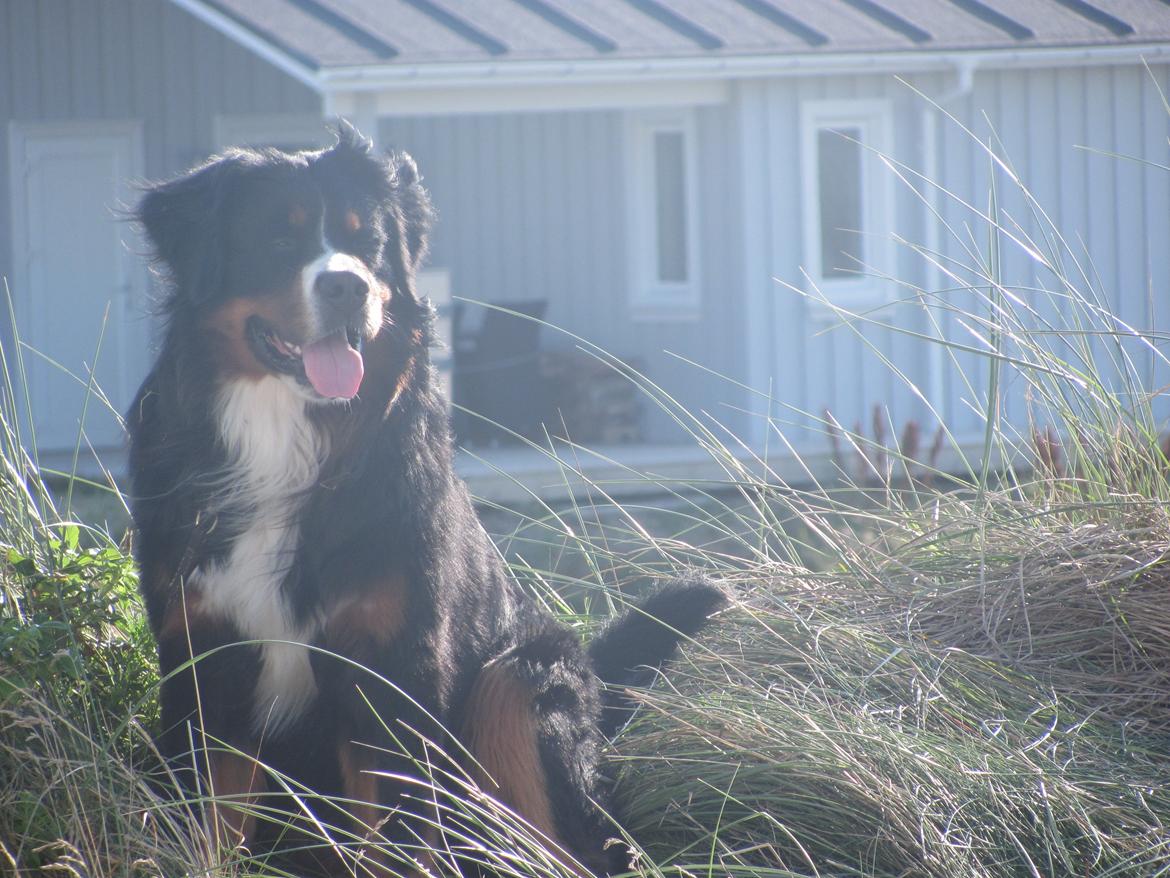 Berner sennenhund Zeon - Tak fordi i så med :) billede 10