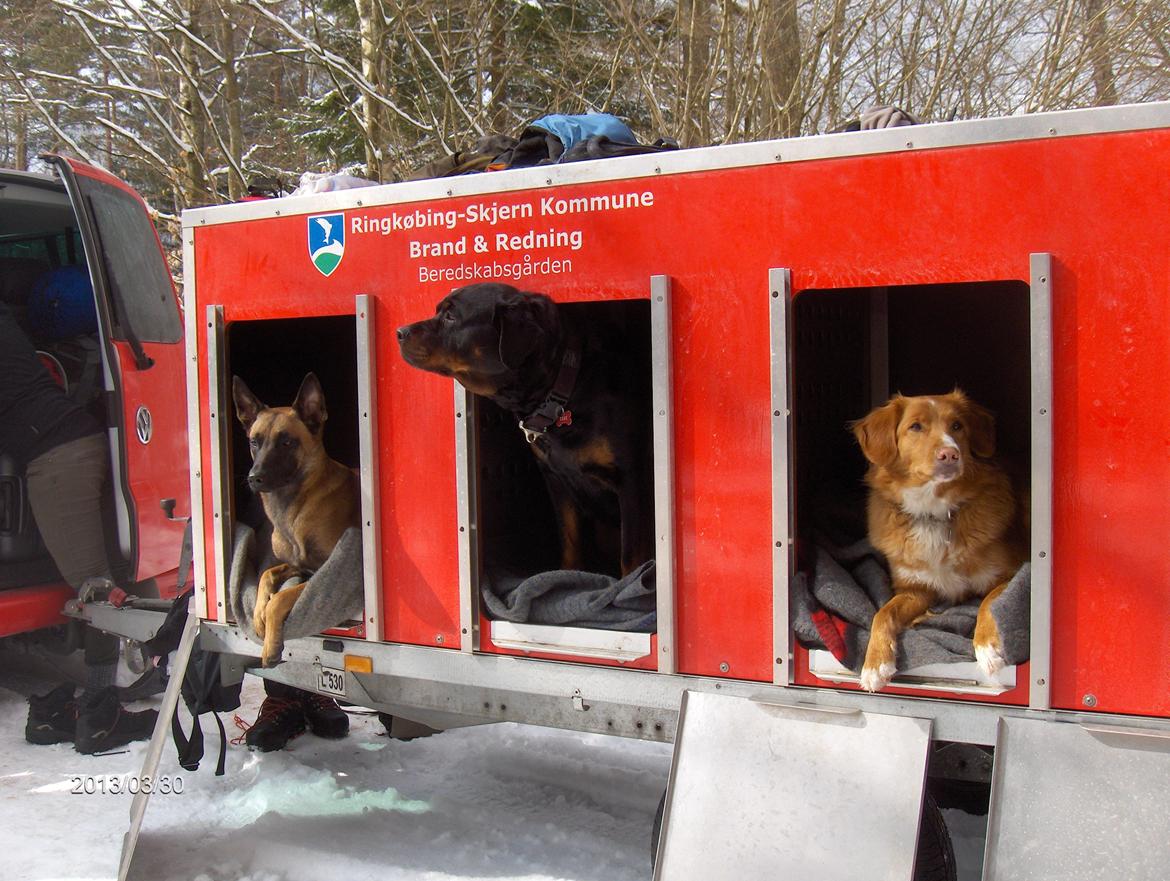 Malinois Halley vom Lobertal - På den tre dage lange træningstur til Sverige, boede hundene i en trailer. Halley havde aldrig kørt trailer eller sovet ude før, men fandt sig til rette med det samme billede 7