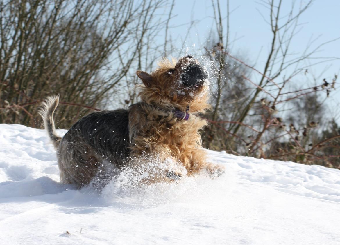 Australsk terrier Luka Min engel - Luka forvandler sig til et snemonster.... Marts 2013 billede 6