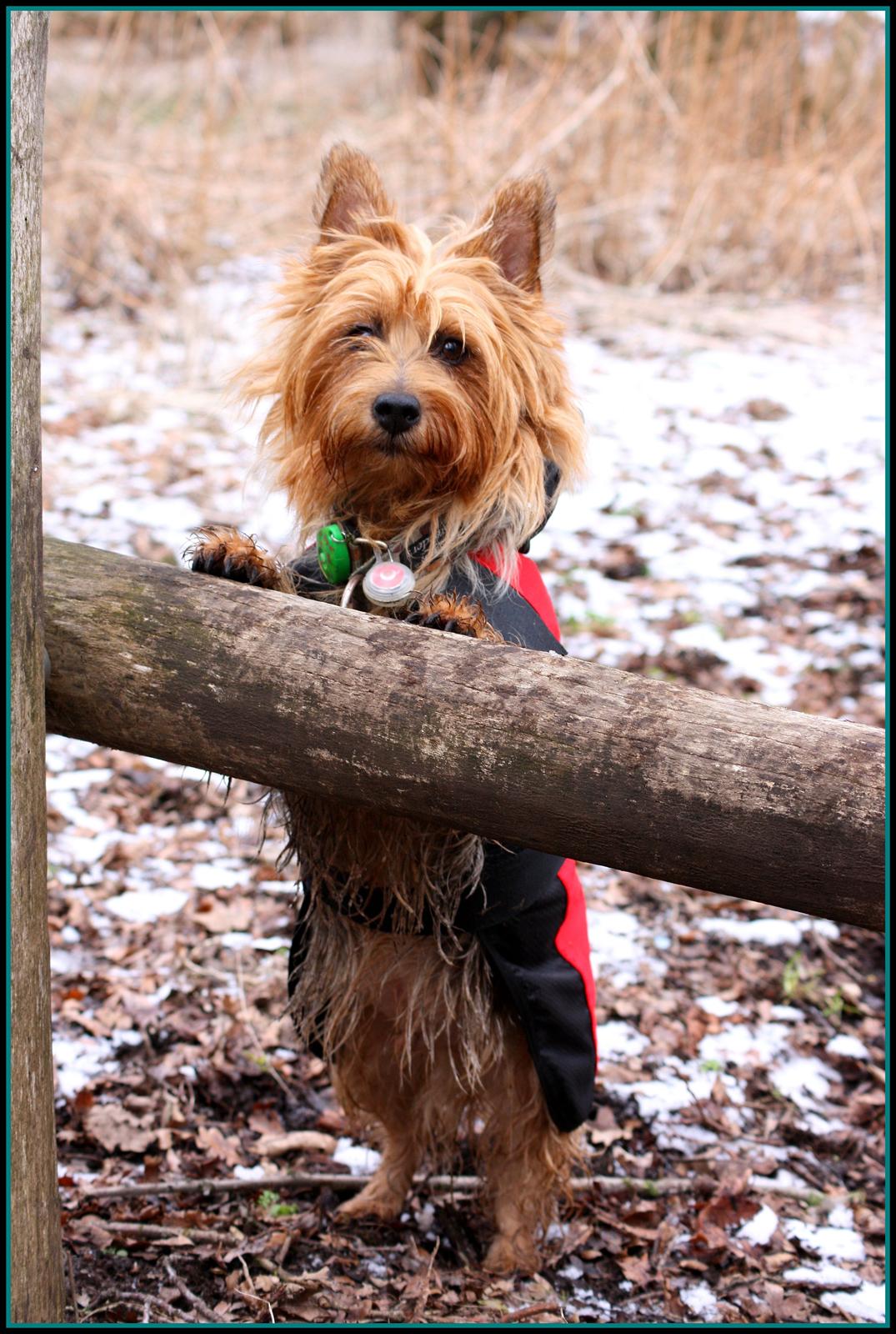 Australsk terrier Luka Min engel - Superhunden i sin superhundekappe.... beware out there :o)      Februar 2013 billede 7