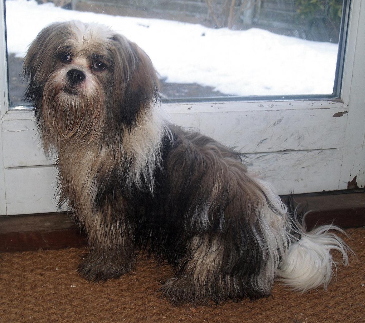 Lhasa apso Tucker - Første gåtur efter bad.. Tjah, Tucker har intet imod at blive beskidt.. billede 34