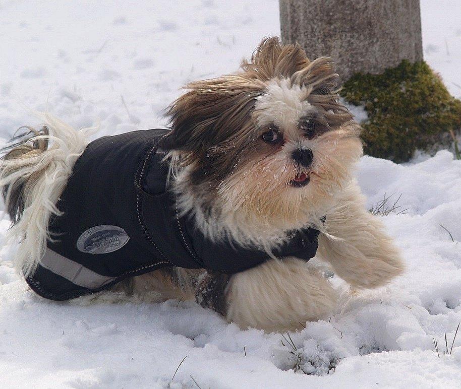 Lhasa apso Tucker - Fuld fart frem. billede 38