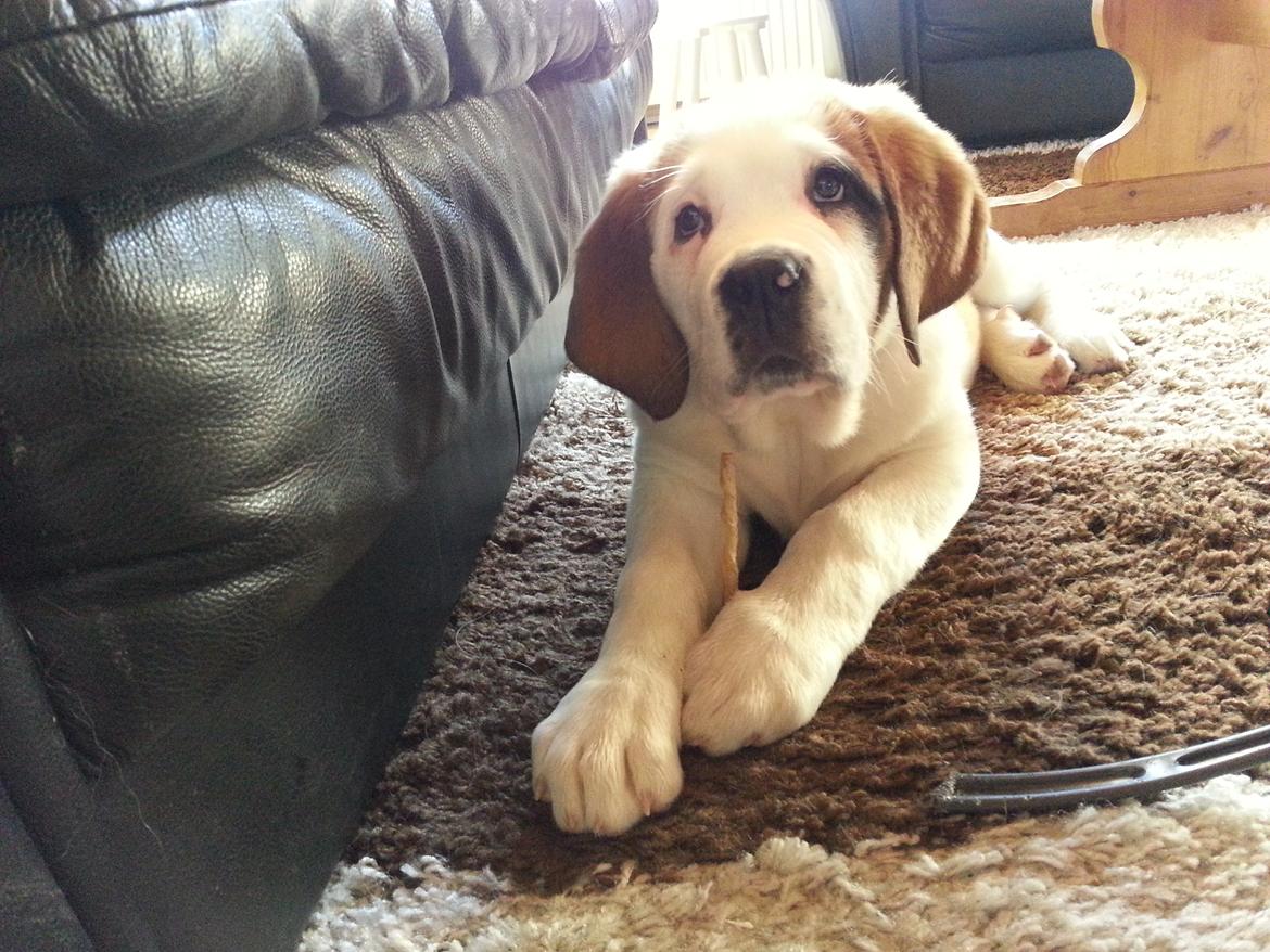 Sankt bernhardshund Rabomba Biggie. R.I.P. - A hva siger du? billede 1