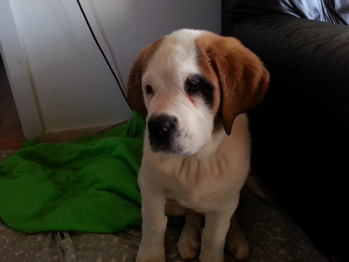 Sankt bernhardshund Rabomba Biggie. R.I.P. - Lige kommet hjem. billede 2