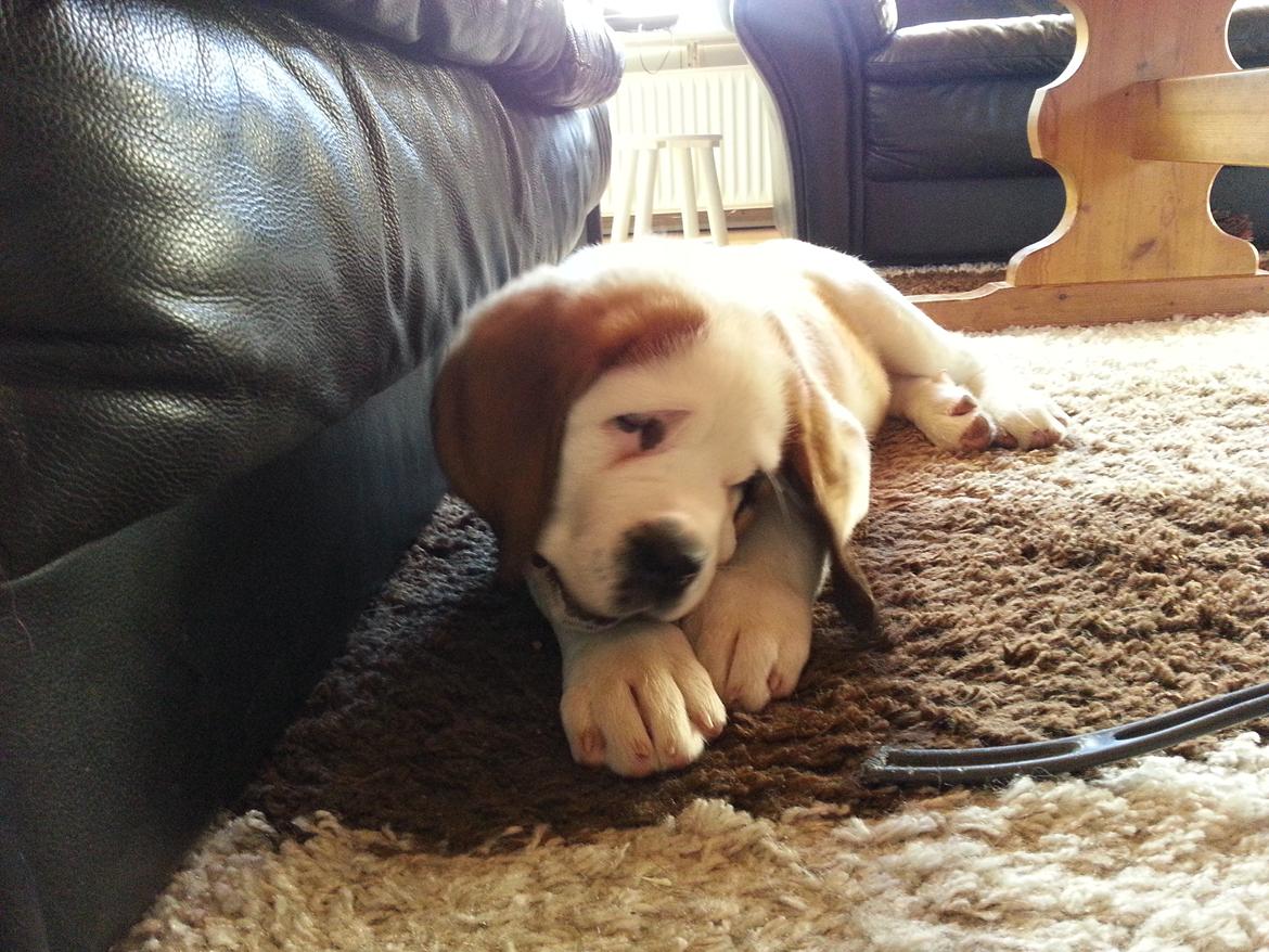 Sankt bernhardshund Rabomba Biggie. R.I.P. - Mums. billede 3