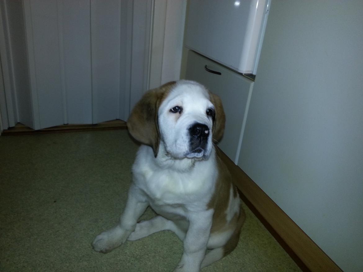 Sankt bernhardshund Rabomba Biggie. R.I.P. - Lige kommet hjem. billede 4