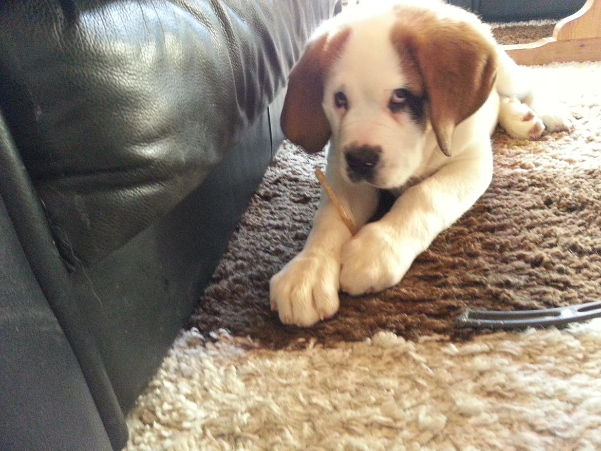 Sankt bernhardshund Rabomba Biggie. R.I.P. - Det er mit!! billede 5