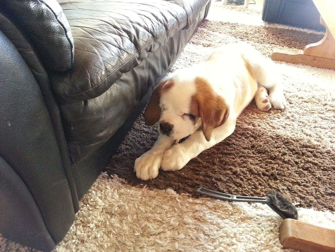 Sankt bernhardshund Rabomba Biggie. R.I.P. - Hårdt arbejde. billede 6