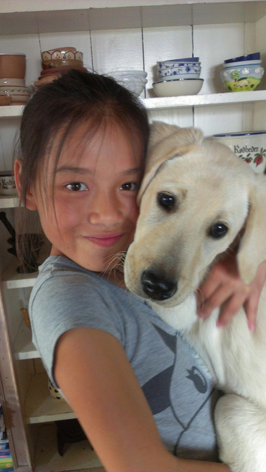 Labrador retriever albert billede 13