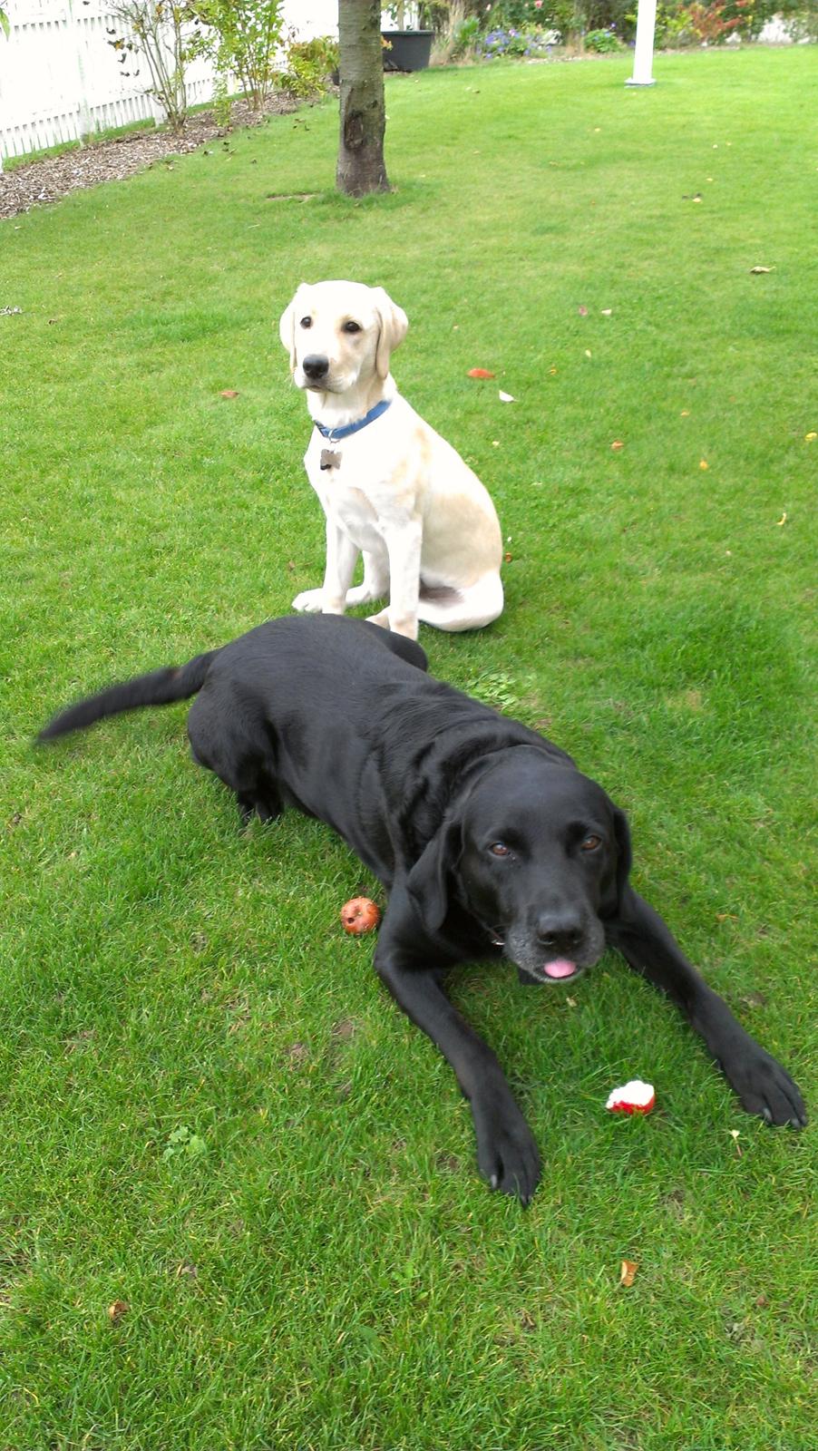 Labrador retriever albert billede 14