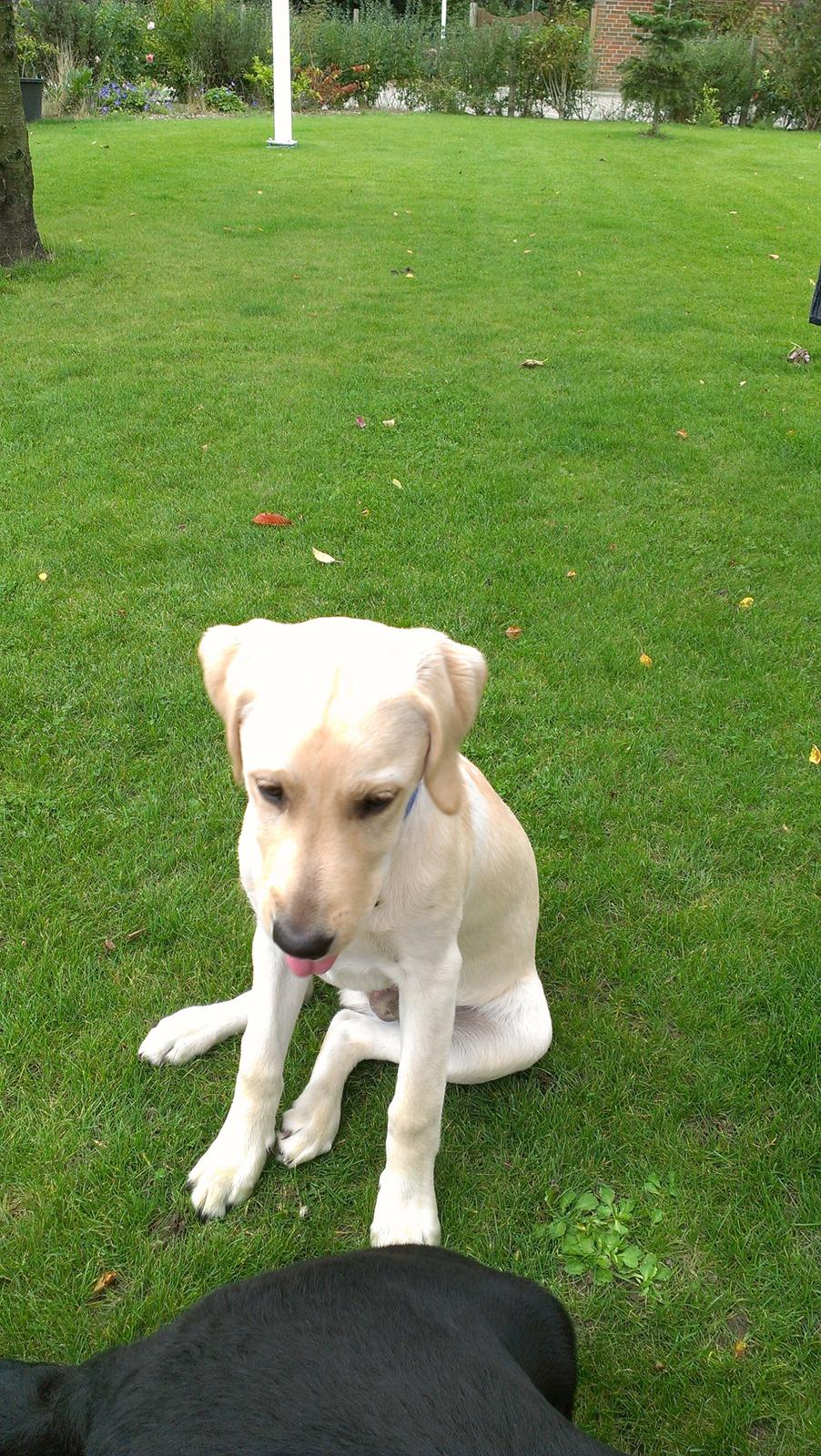 Labrador retriever albert billede 15