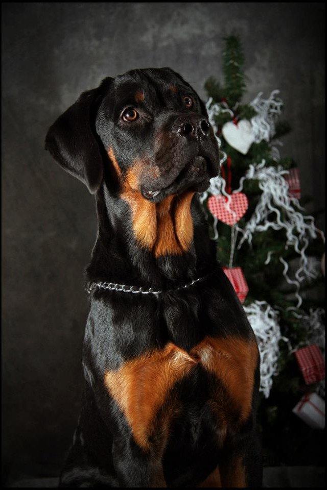 Rottweiler Bamse - Jeg kan godt sidde pænt. billede 10