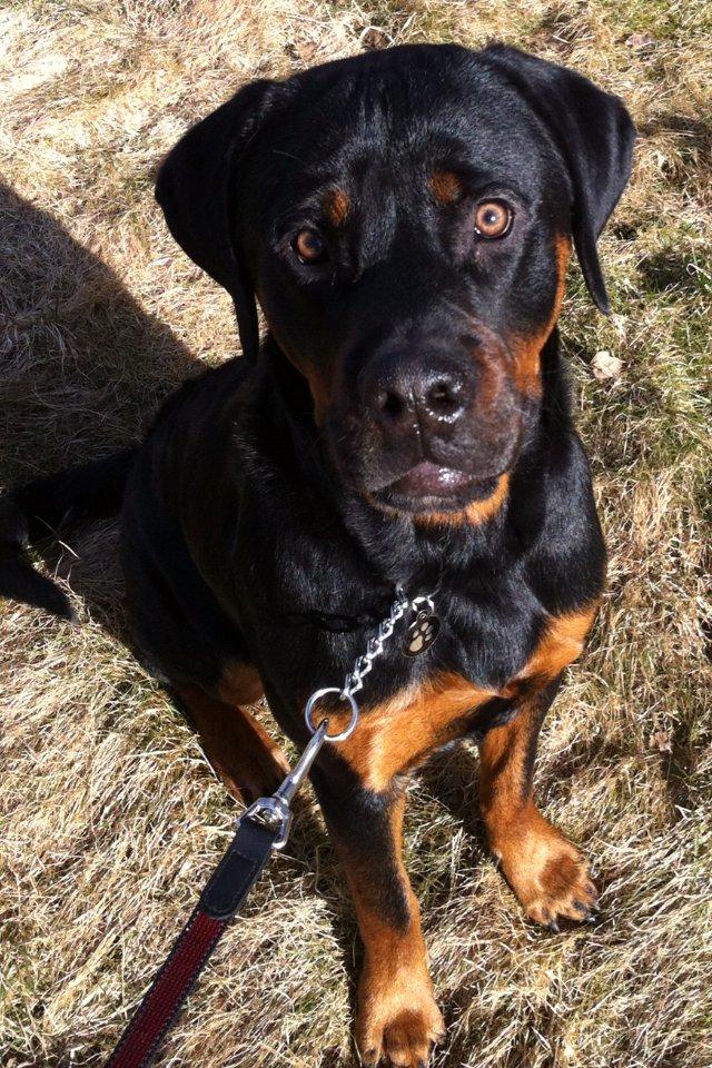 Rottweiler Bamse - gooooooooodbiiiiiid nu tak! billede 11