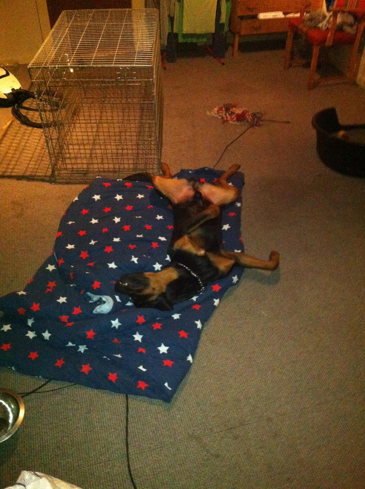 Rottweiler Bamse - Jeg elsker at putte på dynen! billede 12