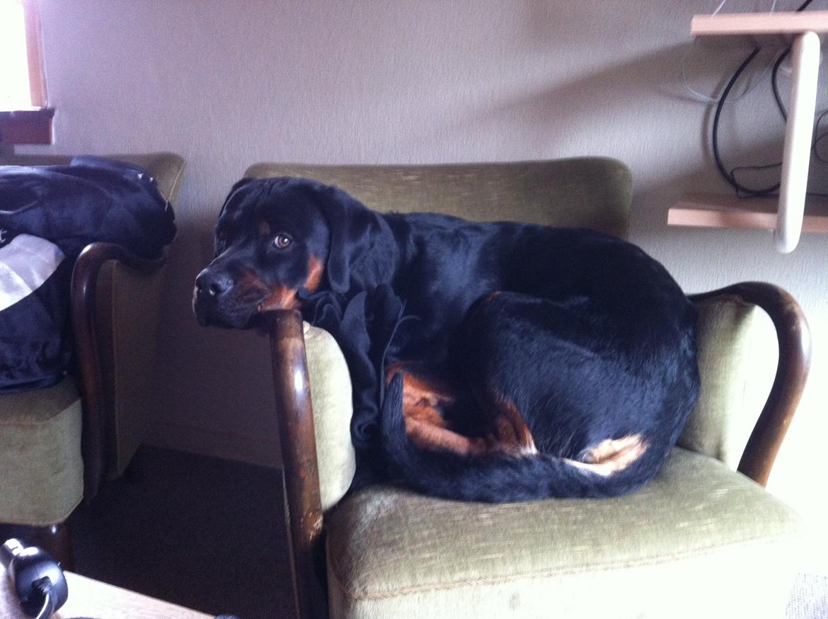 Rottweiler Bamse - Jeg er stadig ikke for stor til denne stol! billede 13