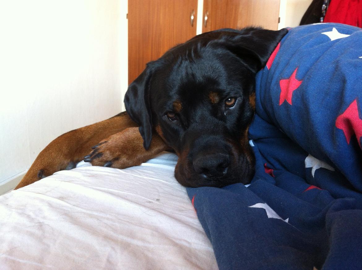 Rottweiler Bamse - Mooooooar, er jeg ikke sød?  billede 14