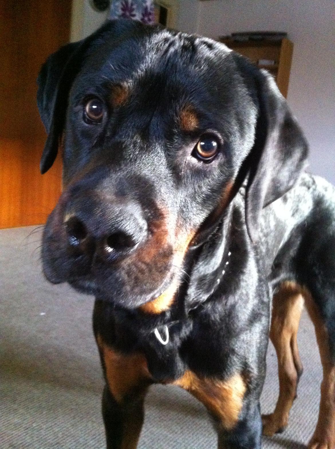 Rottweiler Bamse - Hvis jeg nu kigger sådan her, så ser mor ikke at jeg har ødelagt noget. billede 15