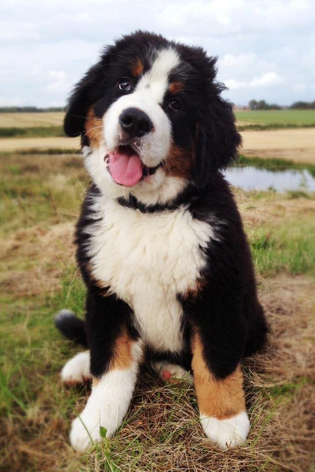 Berner sennenhund Mr. Ludwig Von Åglimt - 2,5 måned gammel <3 billede 5