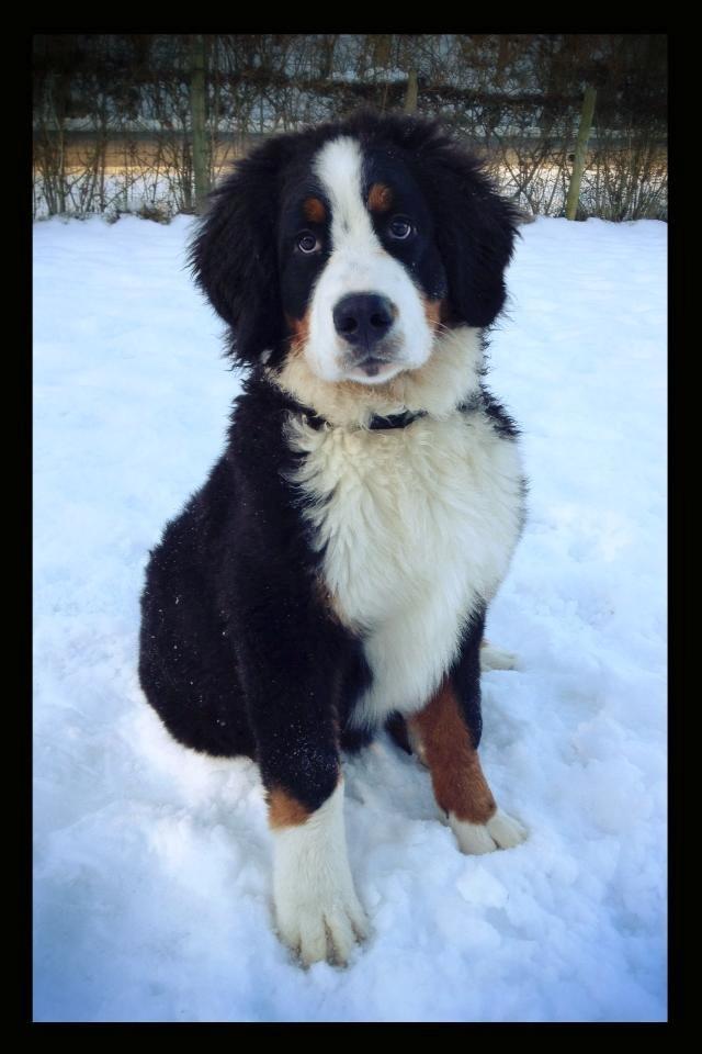 Berner sennenhund Mr. Ludwig Von Åglimt - 5 måneder gammel billede 9