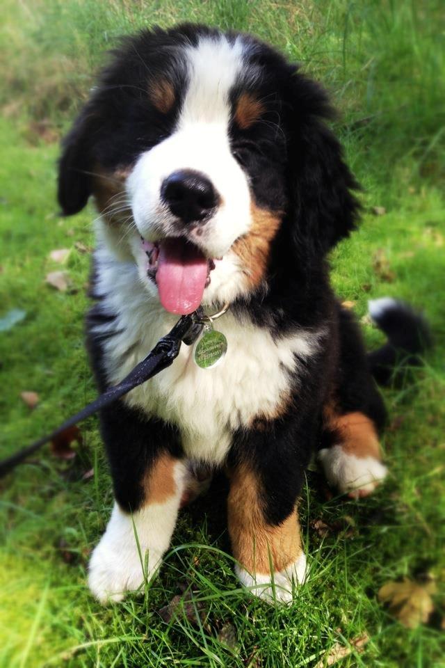 Berner sennenhund Mr. Ludwig Von Åglimt - Ludwigs første gåtur i snor - 9 uger gammel billede 3