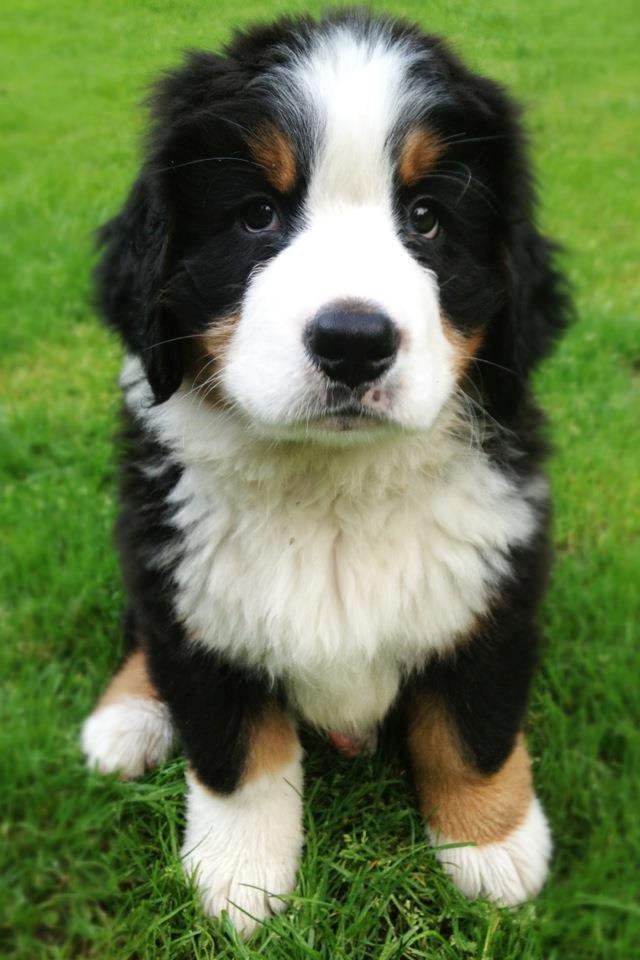 Berner sennenhund Mr. Ludwig Von Åglimt - 8 uger gammel, billedet er taget dagen efter vi fik ham hjem <3 billede 2