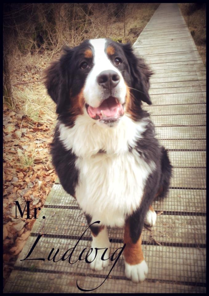 Berner sennenhund Mr. Ludwig Von Åglimt - 8 måneder gammel - min store dreng! <3 billede 11