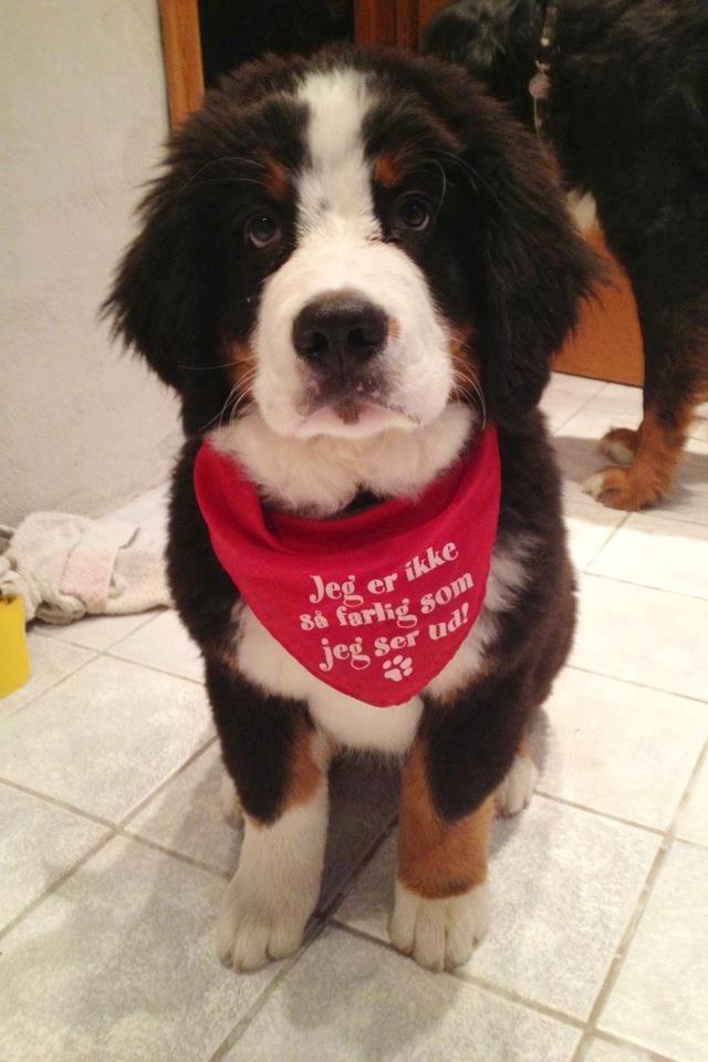 Berner sennenhund Mr. Ludwig Von Åglimt - "Jeg er ikke så farlig, som jeg ser ud"

Ludwig - 3 måneder gammel billede 6