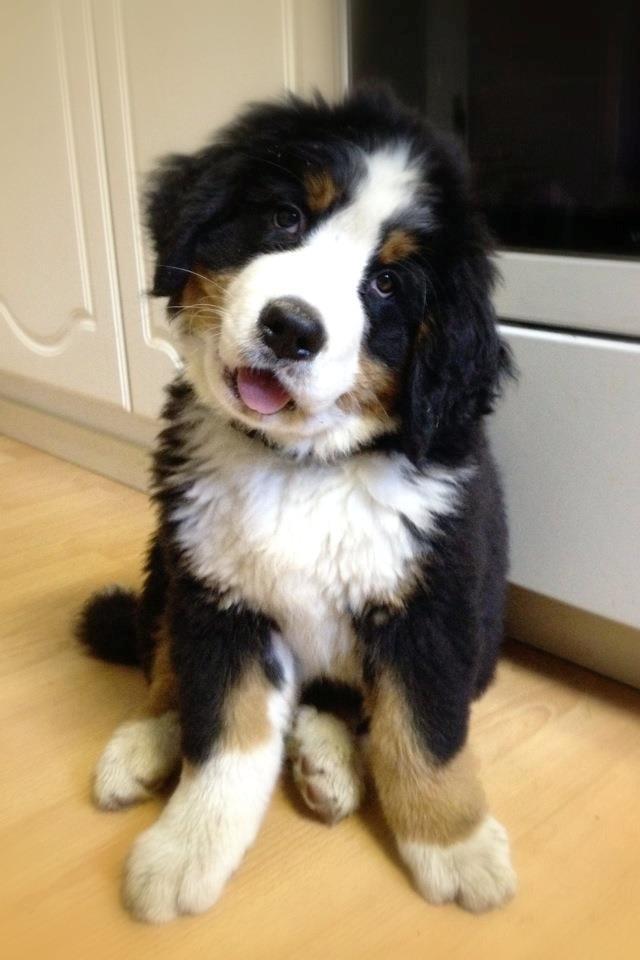 Berner sennenhund Mr. Ludwig Von Åglimt - 10 uger gammel, og fantastisk skøn! billede 4