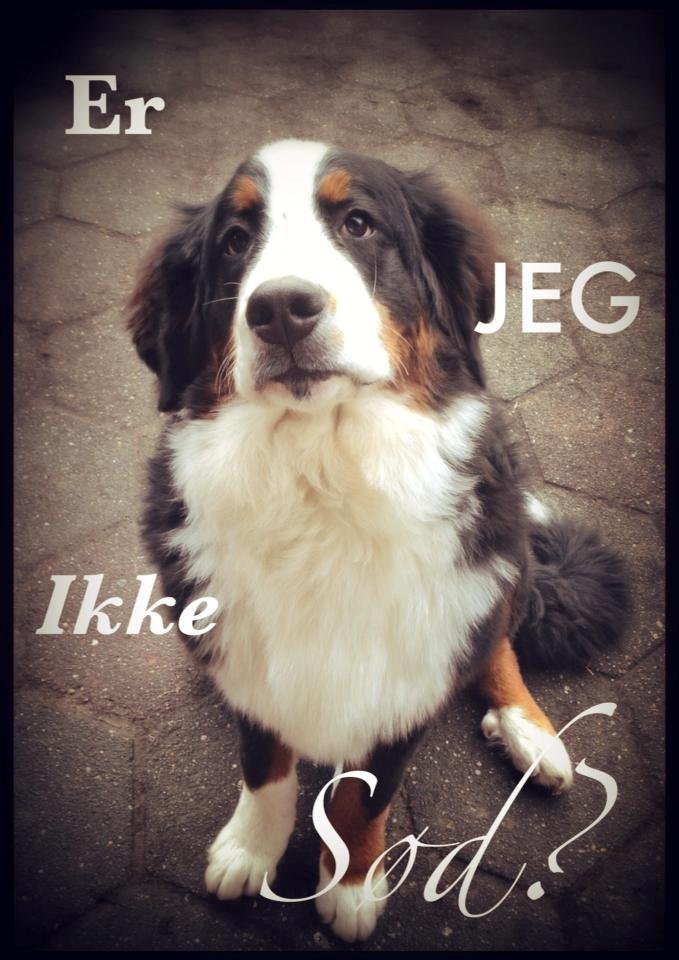 Berner sennenhund Mr. Ludwig Von Åglimt - "Er jeg ikke sød?"

Ludwig 6 måneder gammel billede 10